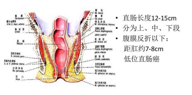 肛门直肠术后疼痛的原因及处理方法